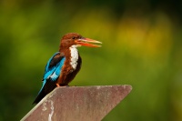 Lednacek hnedohlavy - Halcyon smyrnensis - White-throated Kingfisher 2899